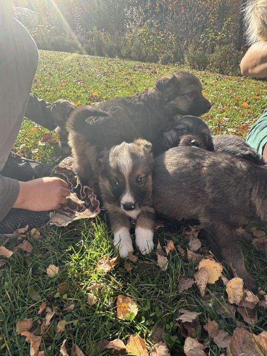 Pieski suczki. Szczeniaki do dobrego domu.