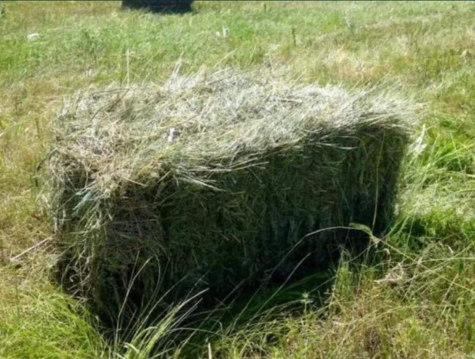 Продам сено майское луговое
