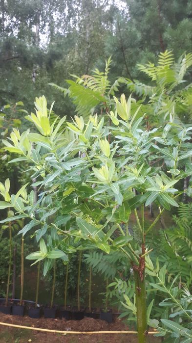 Верба штамбова Хакуро-Нішикі