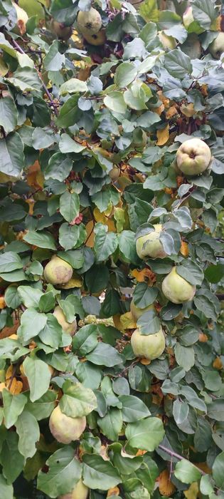 Pigwa ekologiczna, jabłkowa i olbrzymia, bez chemii