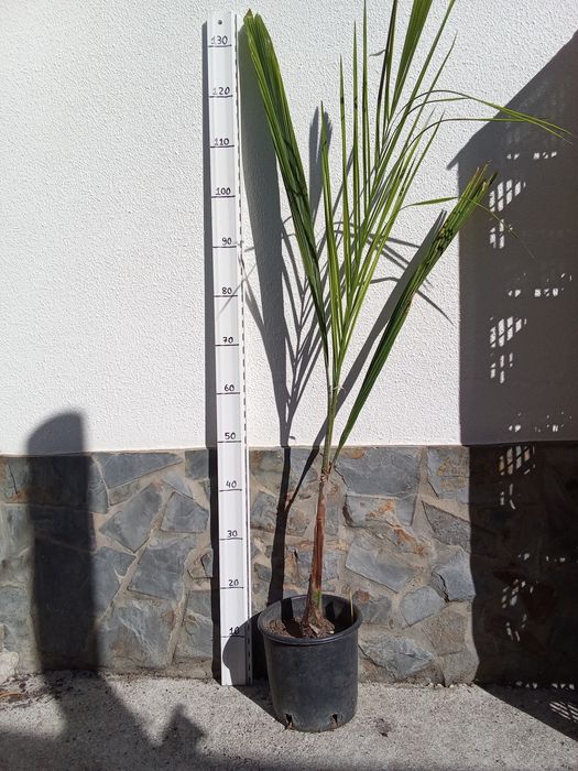 Coqueiro de jardim syagrus