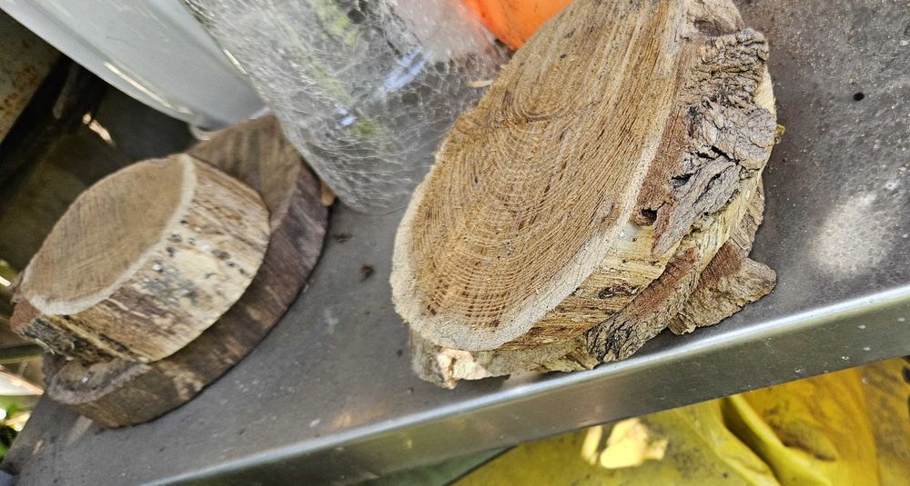 Suche plastry drewna, krążki drewniane, podkładka sosnowa, brzozowa