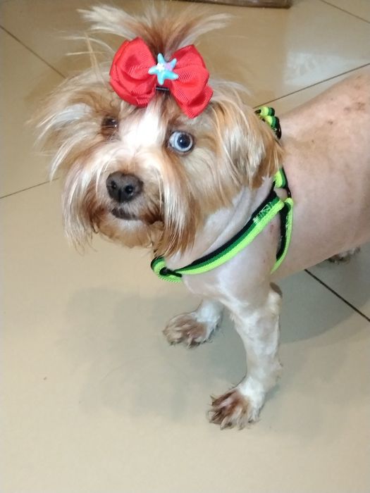 York goldust dorosła suczka