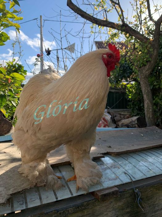 Ovos galados Pura raça Brahma Isabella ou Lavanda