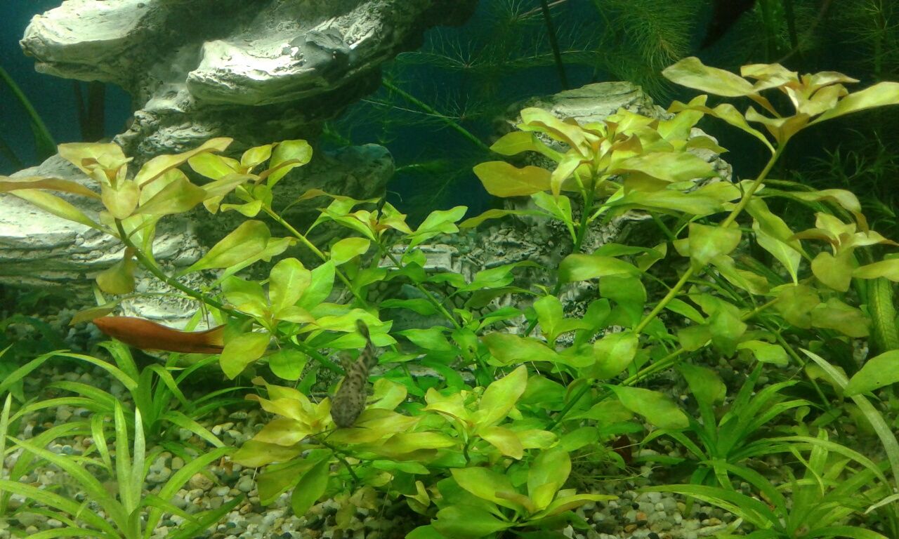 Rośliny akwariowe