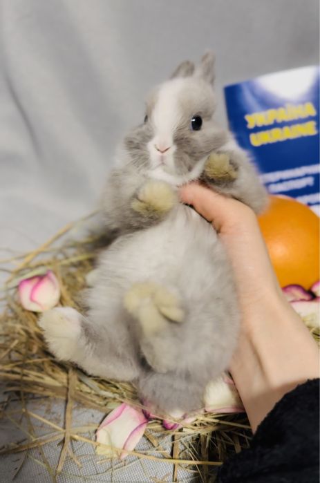 Шоу клас! З європейського розплідника карликовий кролик, Міні Дварф