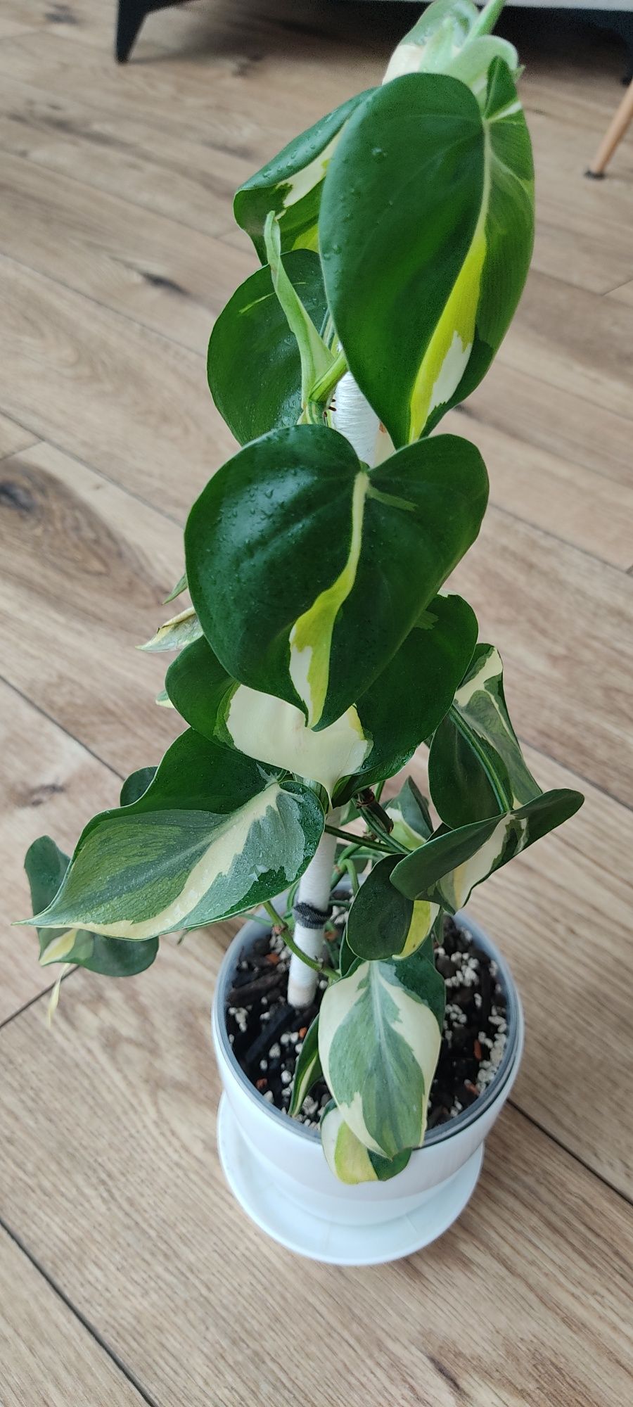 Epipremnum pinnatum marble variegata, philodendron cream splash i Rio