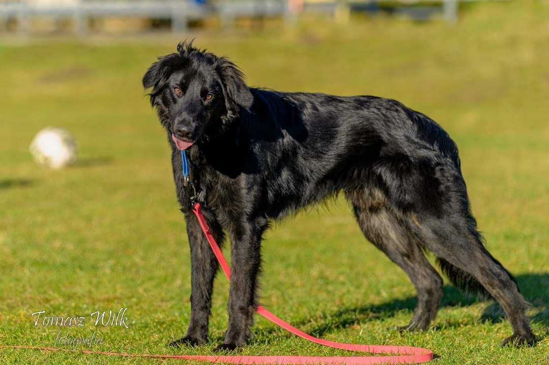 PILNA adopcja 1,5 rocznego psa