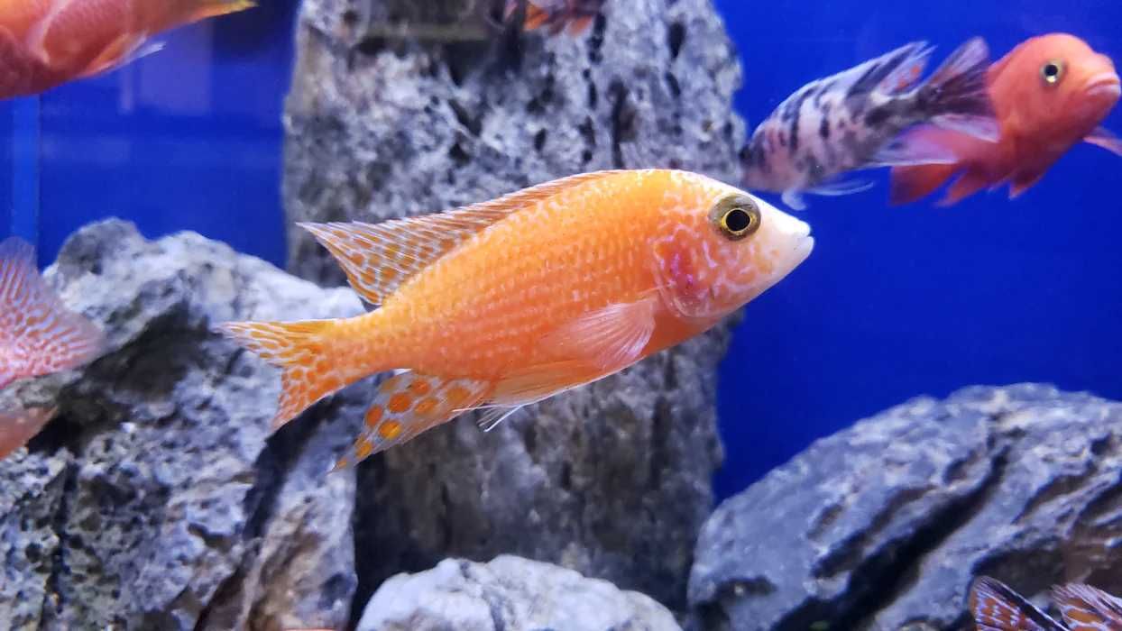 Aulonocara sp. Fire fish,Pyszczaki,  wysyłka