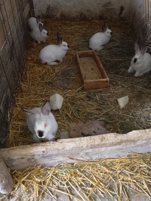 Króliki kalifornijskie