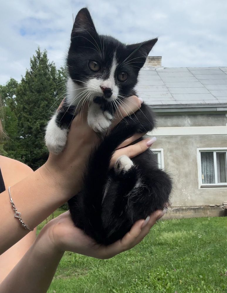 Кошенята дівчатка безкоштовно