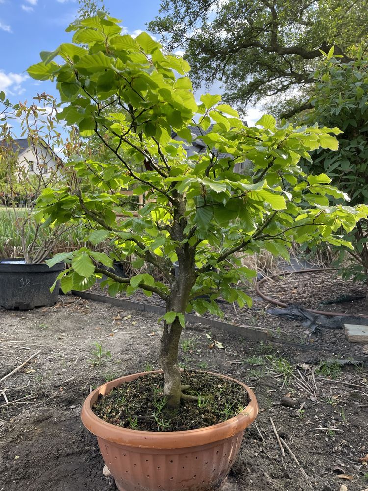 Buk pre bonsai dzrzewko