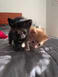 Gatinhos para adoção Braga/ Porto!
