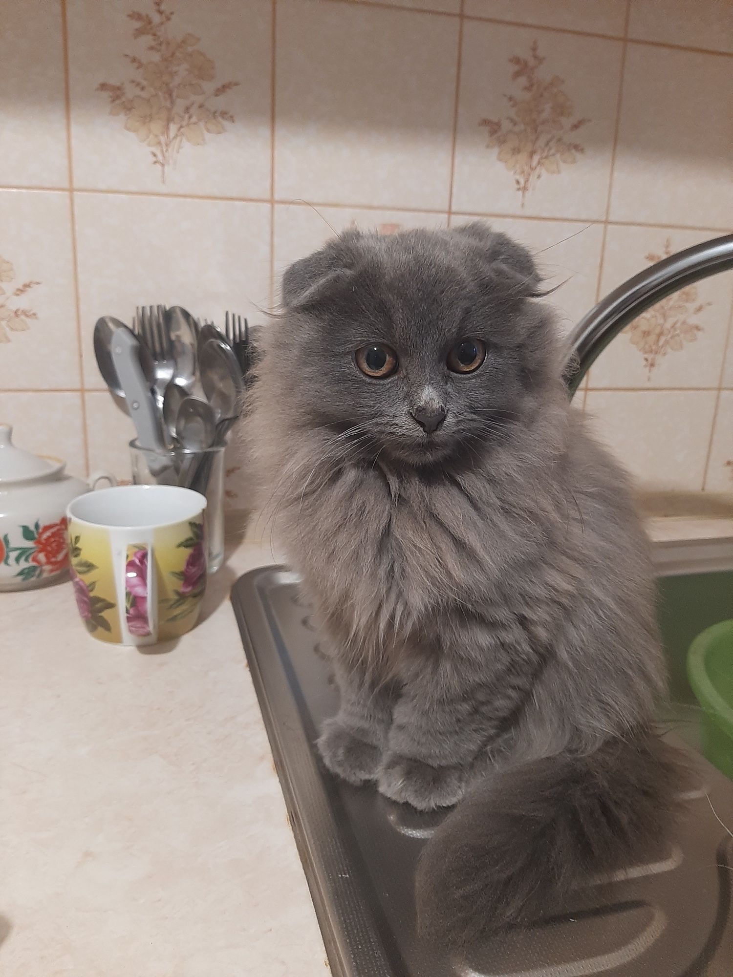 Кошенята в добрі руки, пухнасті