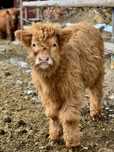 Bydło Szkockie, Highland Cattle