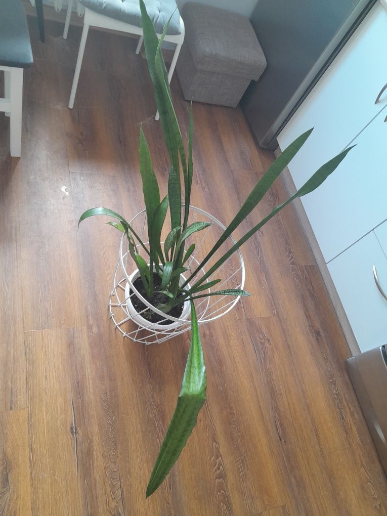Sprzedam  rośliny doniczkowe