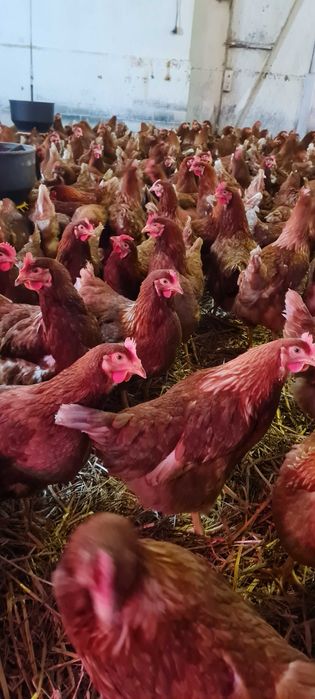 Kury Nioski ROSA młode już zaczynają nieść pierwsze jajka.FERMA DROBIU