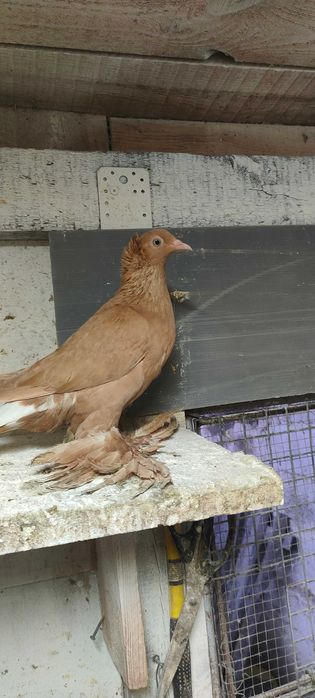 Gołębie ozdobne wyszfance