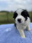 Cudny piesek border collie ZKwP FCI po MŁ.CHPL