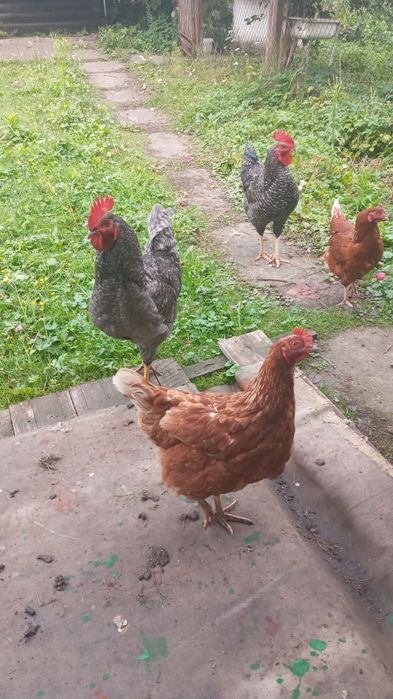 Продам молодих півників