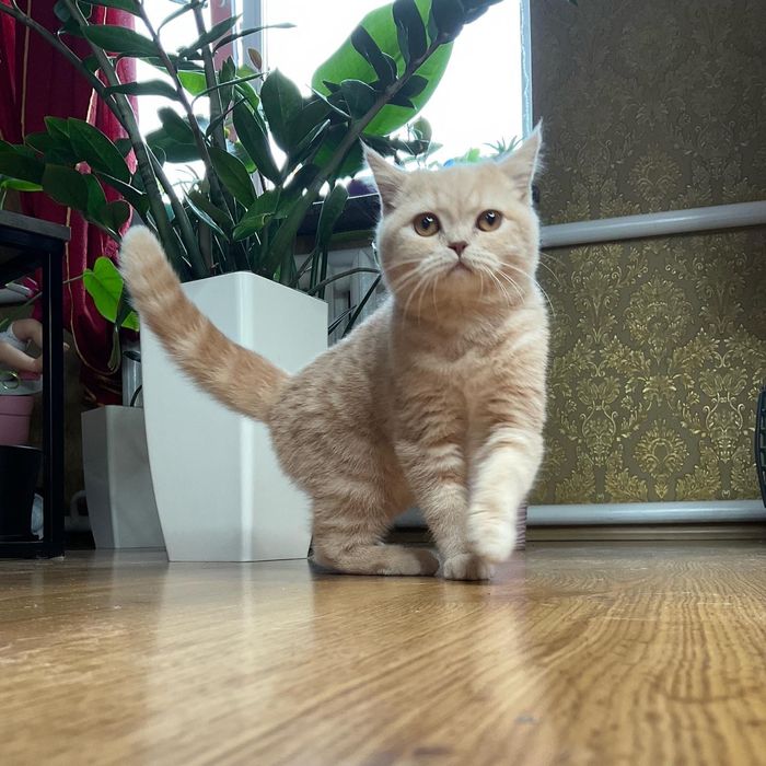 Кошенята британські шотландські висловухі котенята котята вислоухие