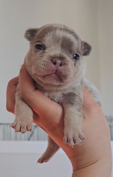 Bulldog Francês lilac merle tan fêmea