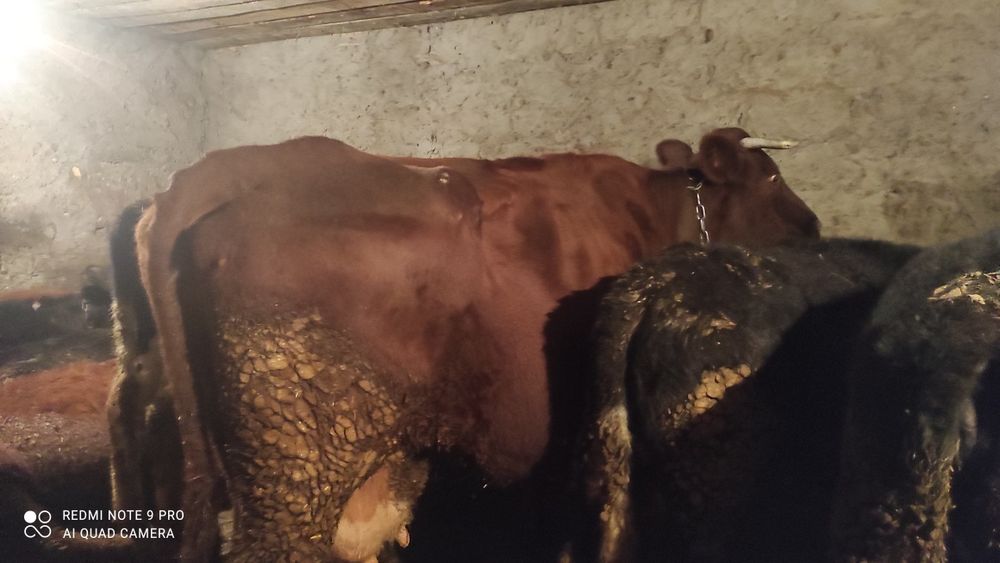 Продам корову тельную