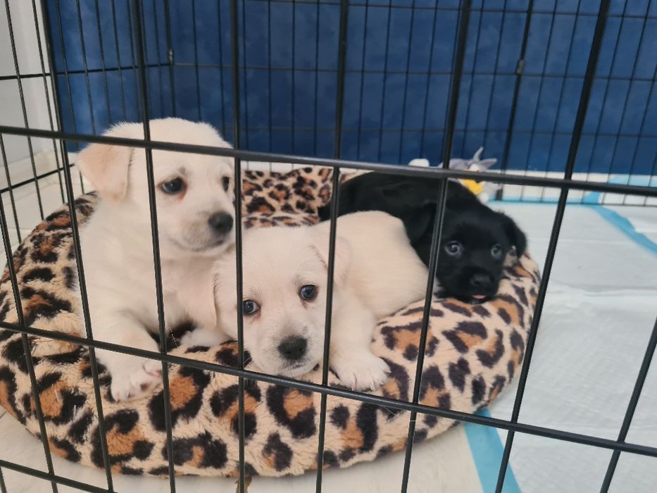 Pieski Szczeniaki szukają nowych waścicieli