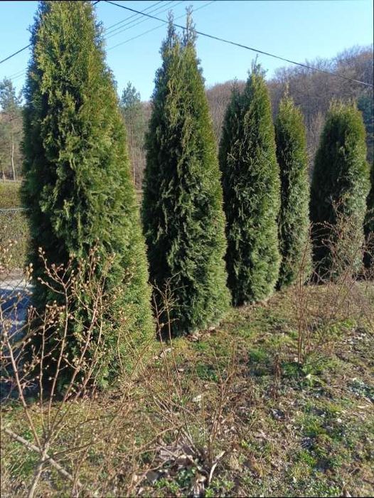 TUJA SZMARAGD sadzonki   90-130 cm 14  zł/ szt