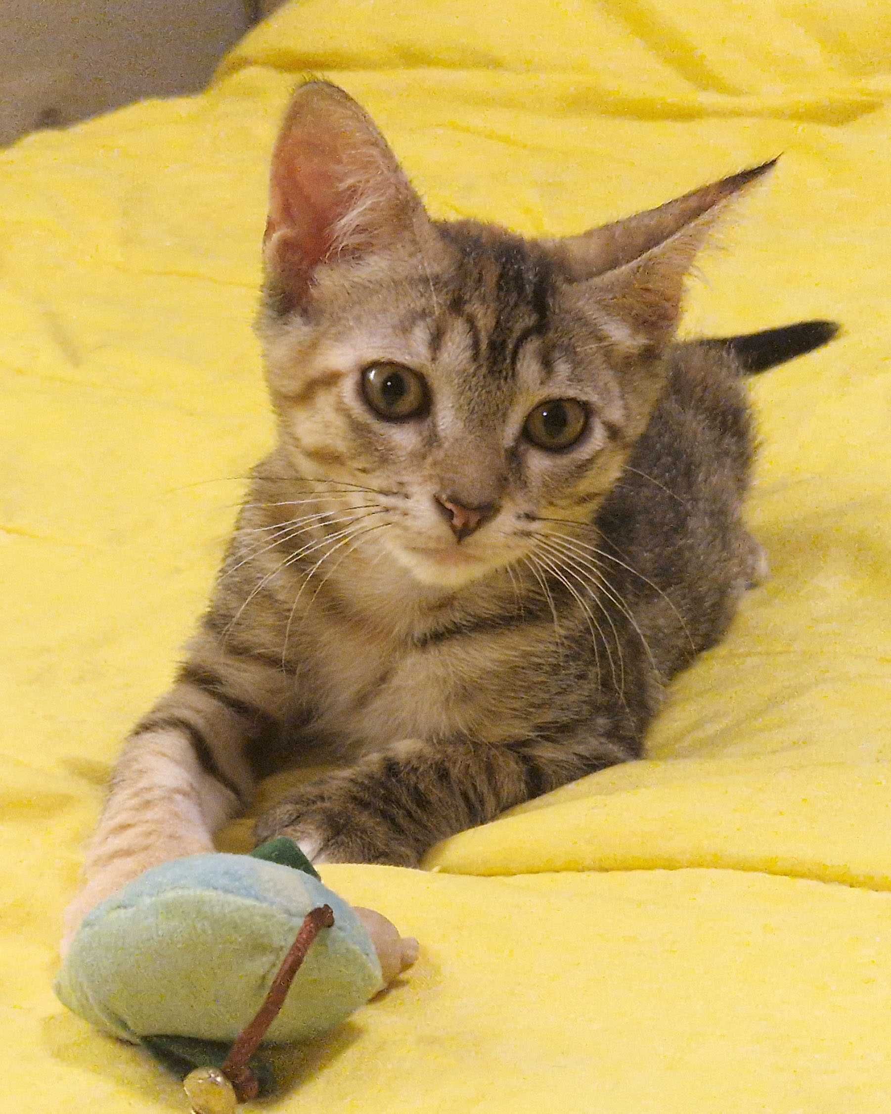 Setúbal / Margem Sul / Lisboa — NIKKA, gatinha para adoção