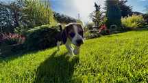 Piesek Rasy Beagle