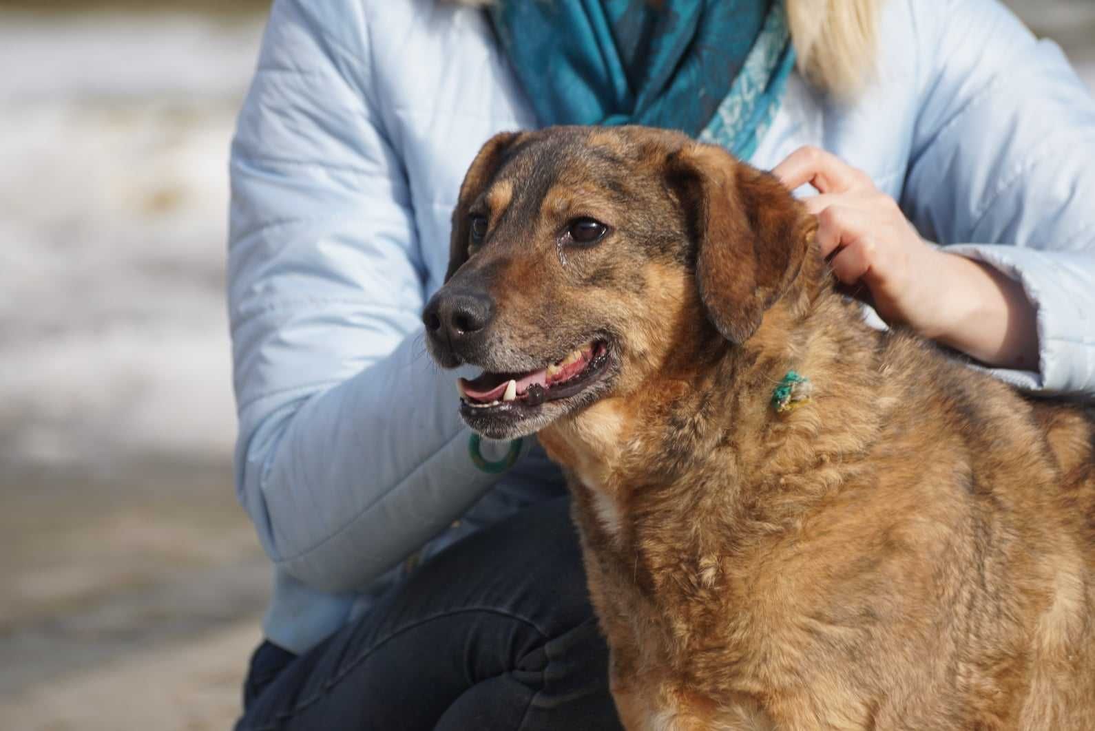 wiewior w schronisku w jasionka jasionka