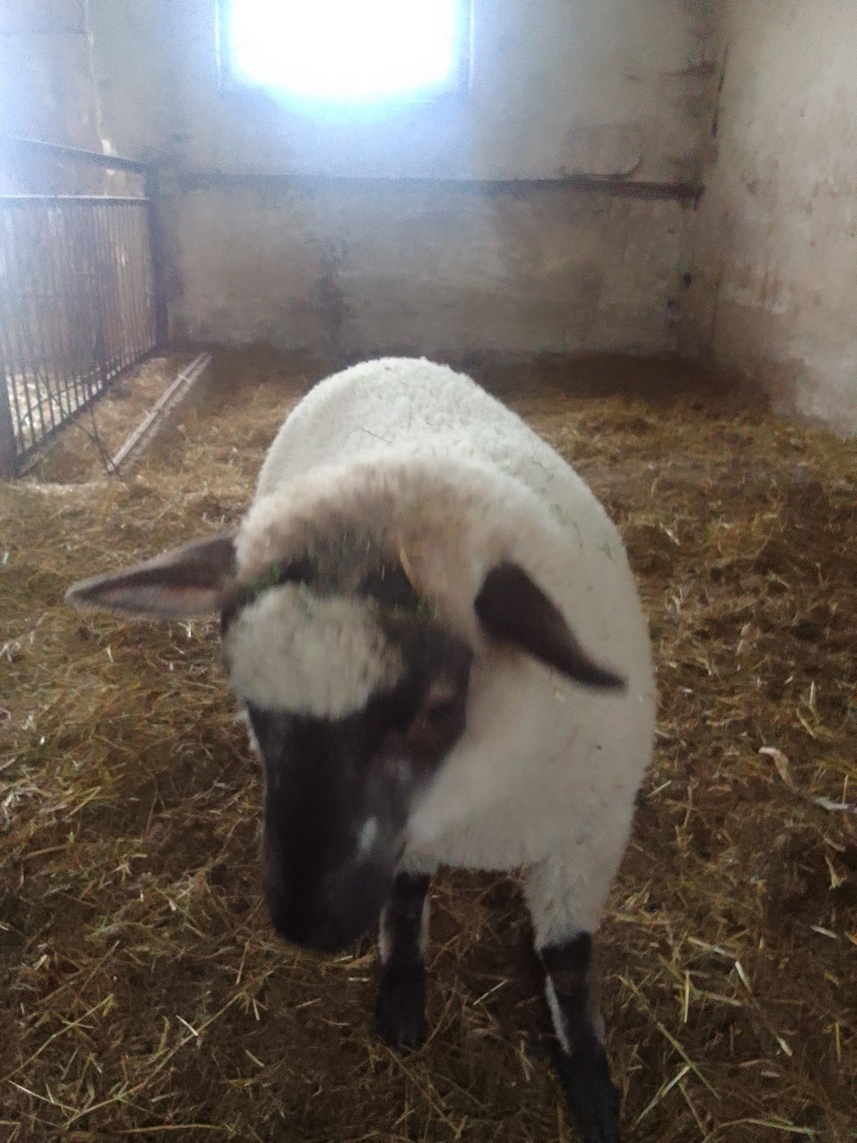 Baranek Shaun tryk