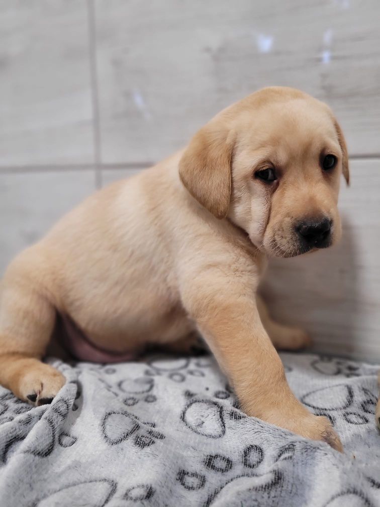 Labrador Retriever gotowe do odbioru