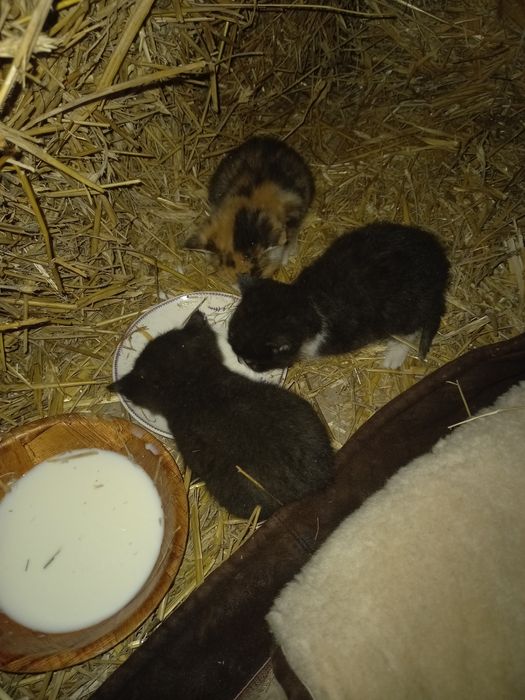 Koty szukają domu za darmo