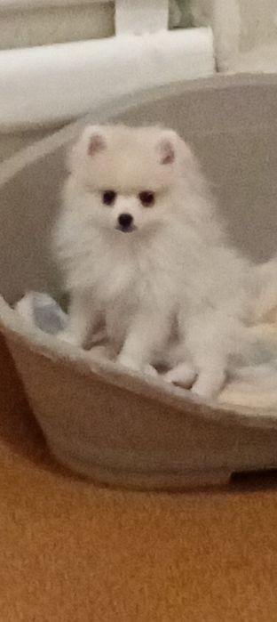 Пушыстый мальчик.