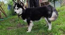 Oddam rocznego husky