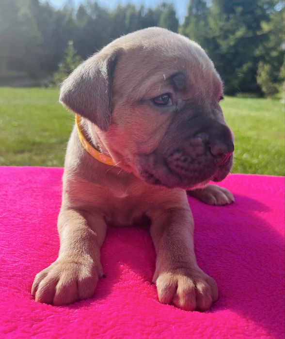 Sunia Puma Nero FCI Cane Corso szczenie po GRAND CHAMPIONIE