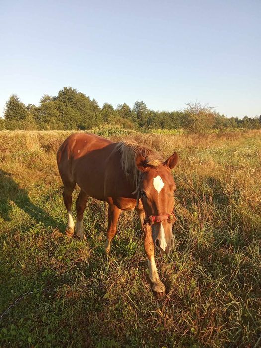 Кінь,одір 2роки.