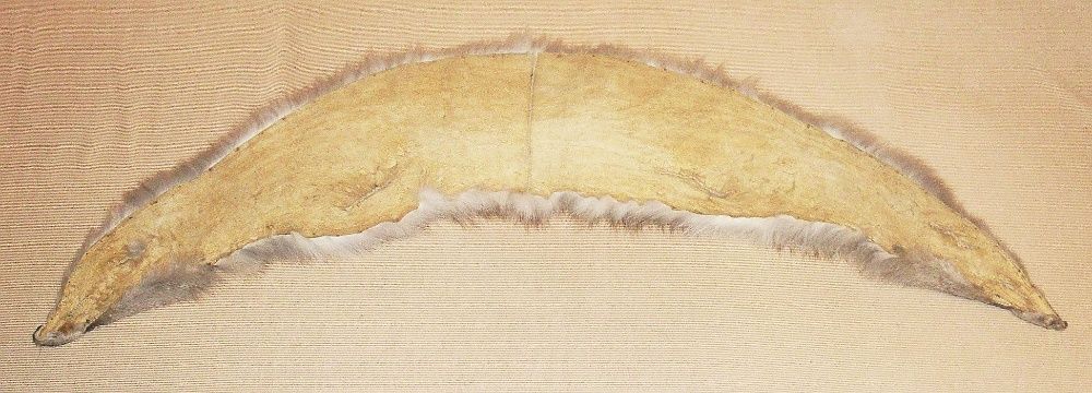 Kołnierz z lisa długość 103 cm, szerokość do 18 cm.