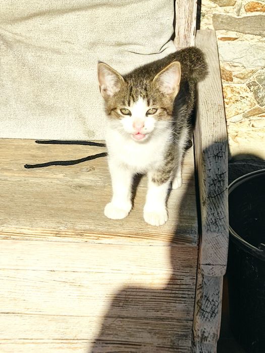 Oddam za darmo dwa kociaki