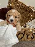 Bichpoo/Poochon/PudelToy/BichonFrise
