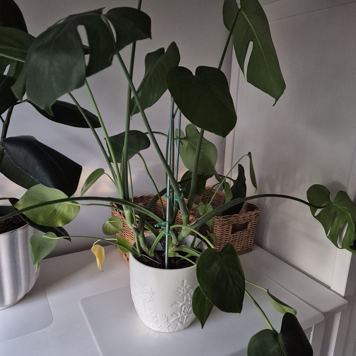 Monstera deliciosa sprzedam