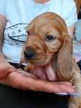 Cocker spaniel suczka