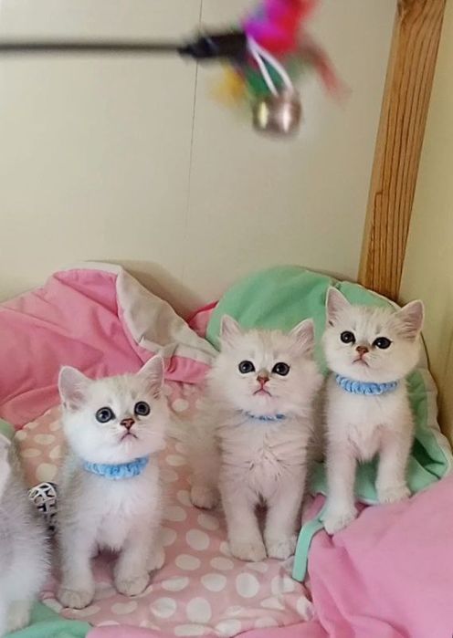 СКотята : ріблясті хутрові грілочки до зими .