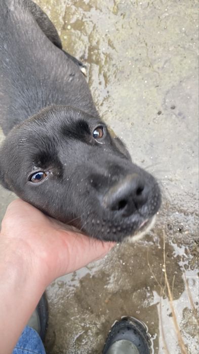 В добрі руки собачка