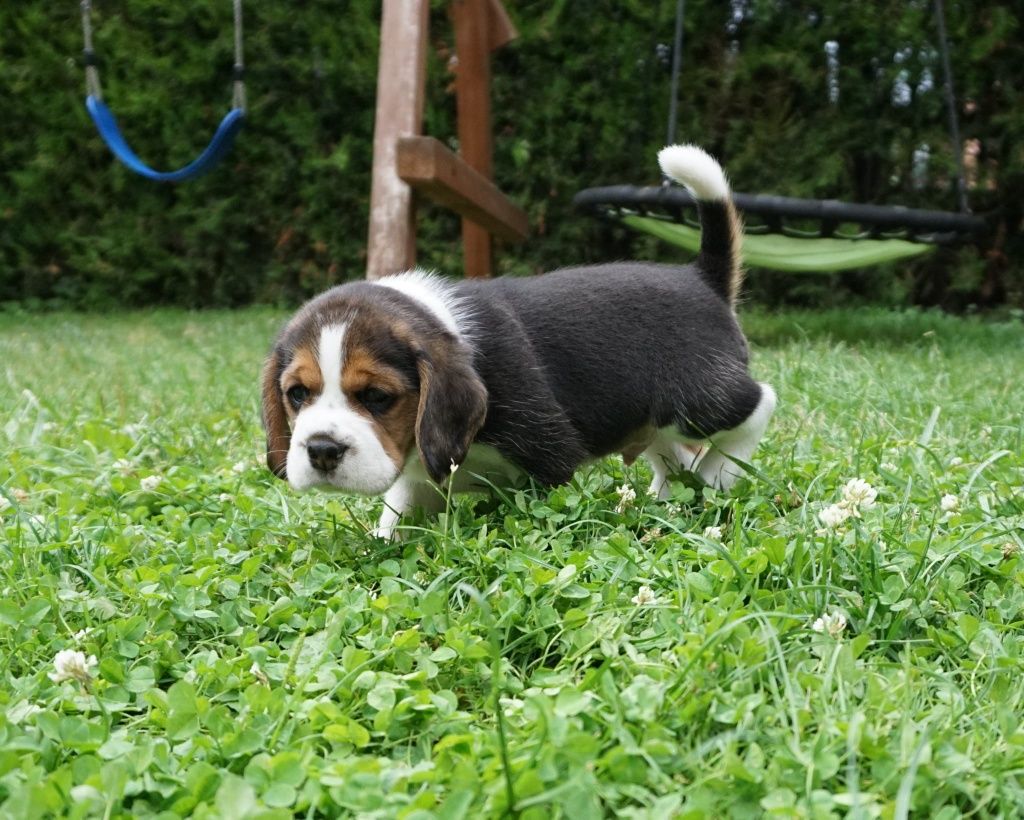 Beagle, FCI,  ZKwP,  szczeniak,  piękny piesek