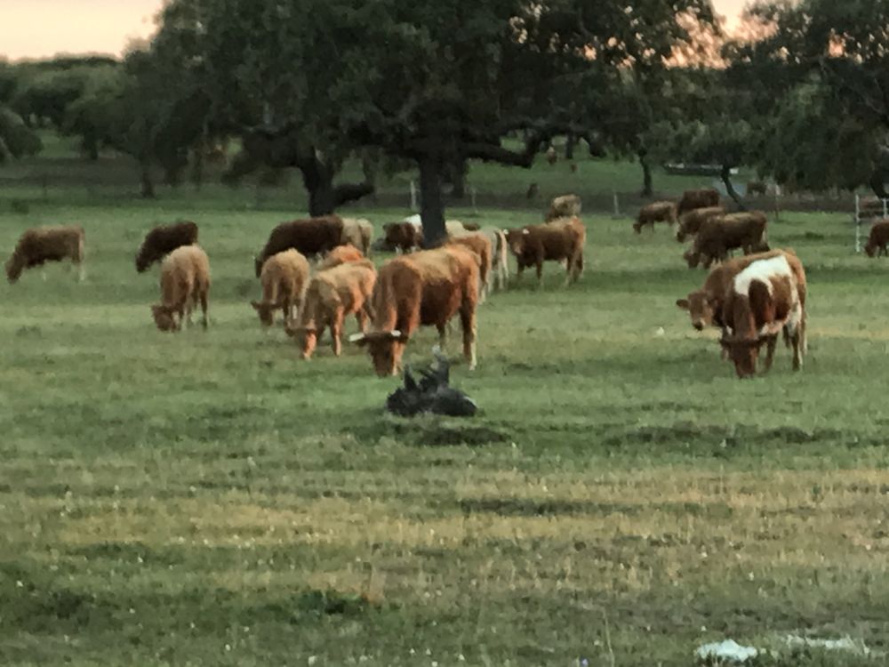 Herdade para pecuaria