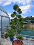 Bonsai z tui 2.5m