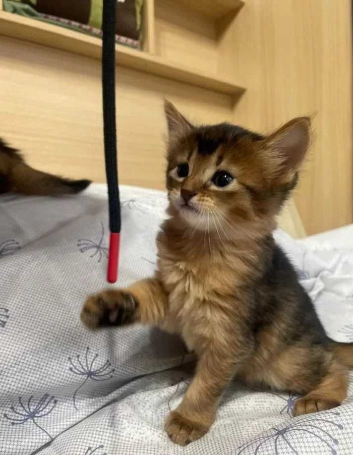 Сомалийские котята белочки